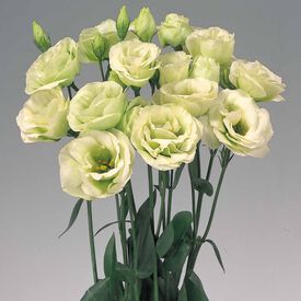 Rosita 2 Green, (F1) Lisianthus Seeds